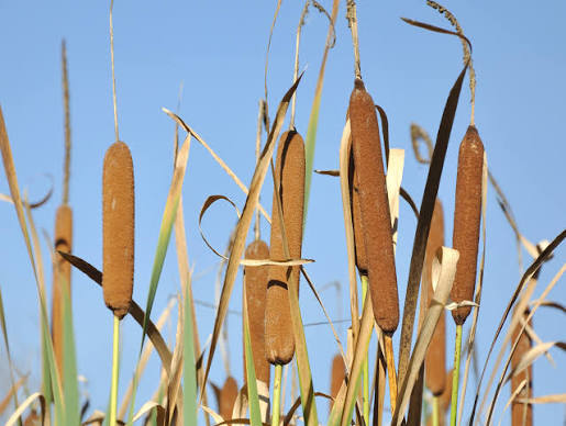 50 CATTAILS Cat Tails Typha Latifolia Water Pond Grass Flower Seeds – The Pepper Pantry