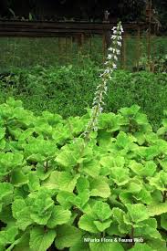 Image result for Coleus hadiensis
