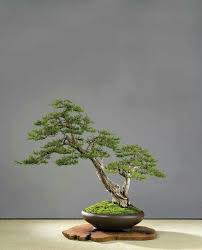 Ein Fast Perfektes Beispiel Fur Den Pinnwand Titel Bonsai Baum Bonsai Bonsai Pflanzen