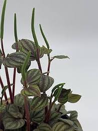 Image result for Peponium sp. A