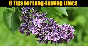 Lilac bush care and maintenance vary on the space you're able to give them and requires paying attention to pruning. Lilac Bush Care How To Grow Beautiful Lilac Trees And Bushes