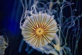 Birch Aquarium At Scripps Institution Of Oceanography Pin On Ocean Love