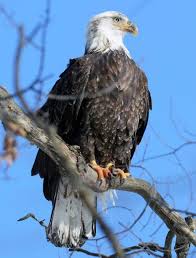 The Times Herald Local News Section Huron Port Huron Pet Birds