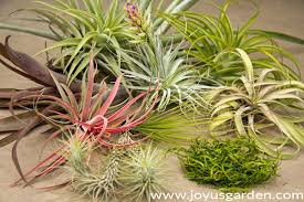 We have laid out a basic primer on the various types of airplane in use today. An Easy Home Decor Diy Using Air Plants