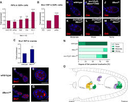 Meanings and origins, popularity, pronunciations, sibling names, surveys.and add your own insights! Makorin 1 Controls Embryonic Patterning By Alleviating Bruno1 Mediated Repression Of Oskar Translation Biorxiv
