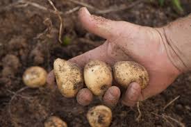 In each trench, place a seed potato piece (cut side down) every 12 to 14 inches and cover with 3 to 4 inches of soil. How To Grow Potatoes P Allen Smith