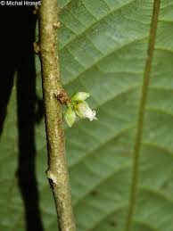 Image result for Rinorea brachypetala