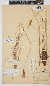 Image result for Diheteropogon filifolius