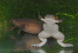 It lives in cornwall, england and has been sighted several times. Western Clawed Frog Wikipedia