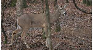 Effects Of Deer Disease Being Studied In Northern Arkansas Ktlo