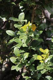 Image result for Chionanthus foveolatus
