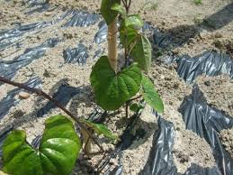 冷やし菜園はじめました 2009年01月