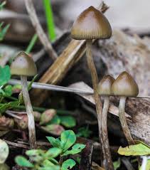 You can choose the magic slide puzzle mushrooms 2 apk version that suits your download magic slide puzzle mushrooms 2 game directly without a google account, no. Spitzkegeliger Kahlkopf Magic Mushroom Liberty Cap Psilocybe Semilanceata