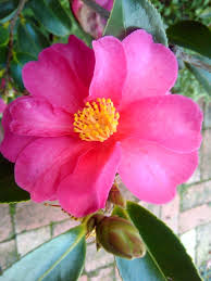 Camellia Sasanqua Camellia Flowers Nature