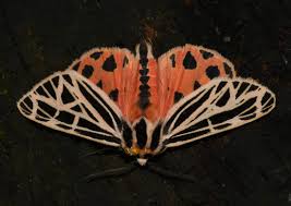 ONshore Birding: The Blog - ONshore Birding - Bird and Nature Tours in  Ontario