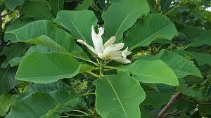 The cucumber tree, also known as magnolia acuminata, grows to 60 feet tall and 60 feet wide, although it has been know to grow to more than 100 feet tall the star magnolia is a deciduous tree that grows 15 to 20 feet tall and 10 to 15 feet wide. Cucumber Magnolia What Wellfield Botanic Gardens