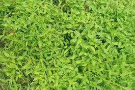 Image result for Arthraxon