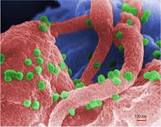 How Microorganisms Cause Disease