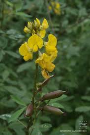Image result for Crotalaria micans