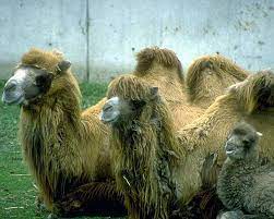 Camel through a needle's eye. Humps And Big Hairy Feet Sermon By Vince Gerhardy