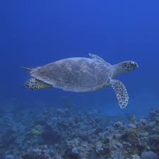 Students will learn about sea turtle food chains by building a sea turtle and then placing it in a food chain with phytoplankton, zooplankton, small fish, and jellyfish. Hawksbill Sea Turtle Facts Diet Habitat Pictures On Animalia Bio