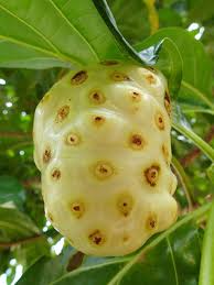 Check spelling or type a new query. Mengkudu Taksonomi Asal Sebaran Morfologi Kandungan Manfaat Cara Konsumsi Buah