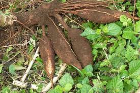 Wortel dan bunga dahlia *wortel *bunga dahlia. Perkembangbiakan Pada Tumbuhan Dengan Umbi Akar Ciri Ciri Dan Contohnya Semua Halaman Bobo