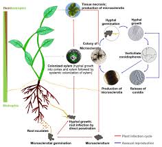 We did not find results for: Frontiers Hormone Signaling And Its Interplay With Development And Defense Responses In Verticillium Plant Interactions Plant Science