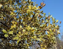 Image result for Schrebera alata