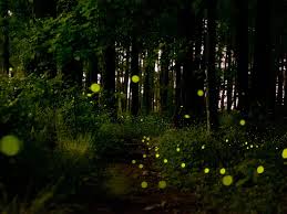 نتیجه جستجوی لغت [fireflies] در گوگل