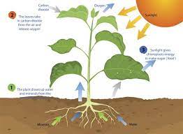 It's sometimes called the powerhouse of the. All You Need To Know About Photosynthesis And Cellular Respiration Biology Wise
