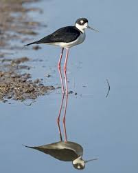 Black Bird With Blue Neck Black Necked Stilt Photo By David Turko National Geographic Your Shot
