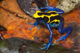 We did not find results for: For Poison Dart Frogs Markings Matter When It Comes To Survival The New York Times