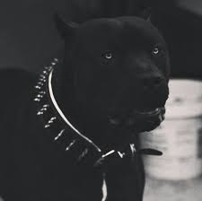 Black Tumblr 4k Pitbull Dog Black Pitbull Beautiful Dogs Cute Animals