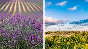 Startul in afaceri il puteti face rapid prin a prospecta piata pe nisa care doriti sa intrati. Idei De Afaceri La ÈarÄ Care Sunt Cele Mai Productive Domenii Agromedia