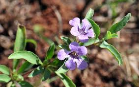 Image result for Distephanus divaricatus