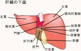 アミケン指圧院 北参道 原宿 千駄ヶ谷 Auf Twitter 肝臓の下面で 尾状葉は左葉と下大静脈の間 方形葉は左葉と胆嚢の間 にある 解剖学