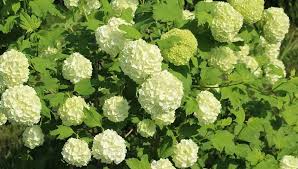 Piante sempreverdi, piante perenni, vendita trova una vasta selezione di piante e bonsai fiori sempreverde a prezzi vantaggiosi su ebay. Il Viburno Ideale Per Una Siepe Sempreverde A Bassa Manutenzione Eurogiardinaggio