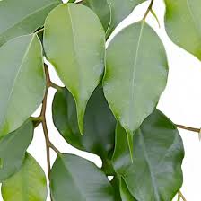 Image result for Ficus benjamina