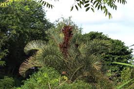 Image result for Raphia australis