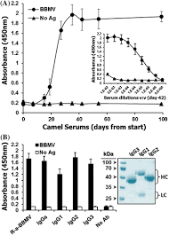 Secondary antibody for studying rabbit igg in the companion products research area. Camelid Nanobodies With High Affinity For Broad Bean Mottle Virus A Possible Promising Tool To Immunomodulate Plant Resistance Against Viruses Springerlink