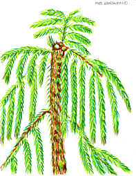They're also a lot easier to deal with than traditional living christmas trees (such as pines. Norfolk Island Pine An Easy Plant To Control Its Height Fred Gonsowski Garden Home
