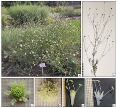 Image result for Cephalaria pungens