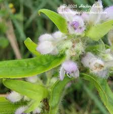 Image result for Leucas glabrata