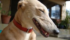 Maybe you would like to learn more about one of these? 18 Excellent Reasons To Adopt A Greyhound Puppy Leaks