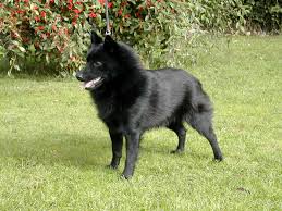 Schipperke With Images Schipperke Dog