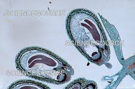 Image result for Capsella