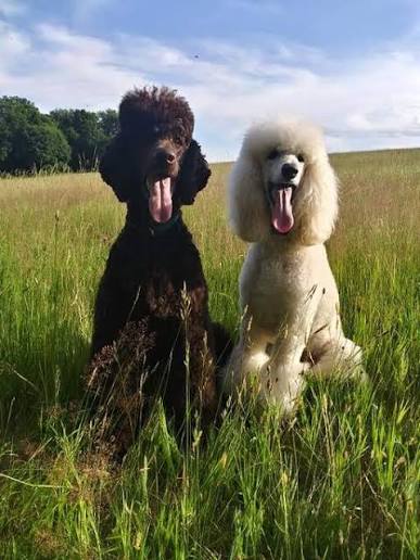 Kindred K9 AKC Standard Poodle Puppies located in New England