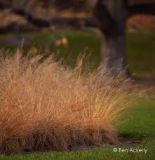 Image result for Sporobolus panicoides