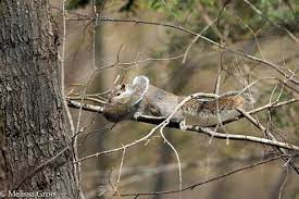 Photos Of Mother Squirrel Moving Her Babies Are Both Endearing And Empowering